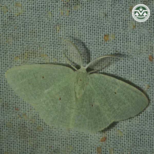 Aplochlora vivilaca