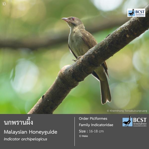 Indicator archipelagicus