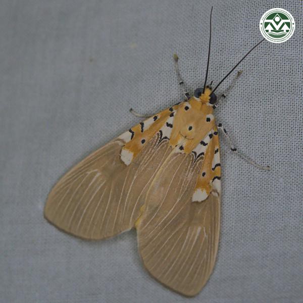 Asota ficus
