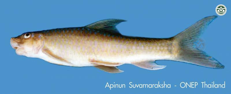 Bangana sinkleri