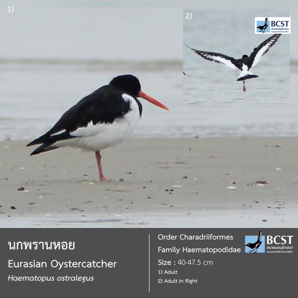 Haematopus ostralegus