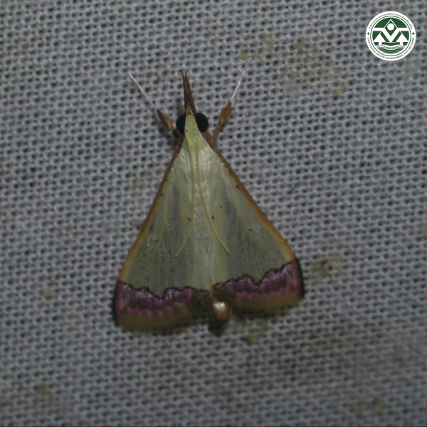 Autocharis hedyphaes
