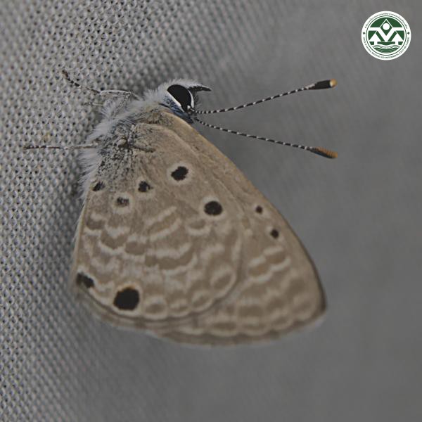 Azanus urios