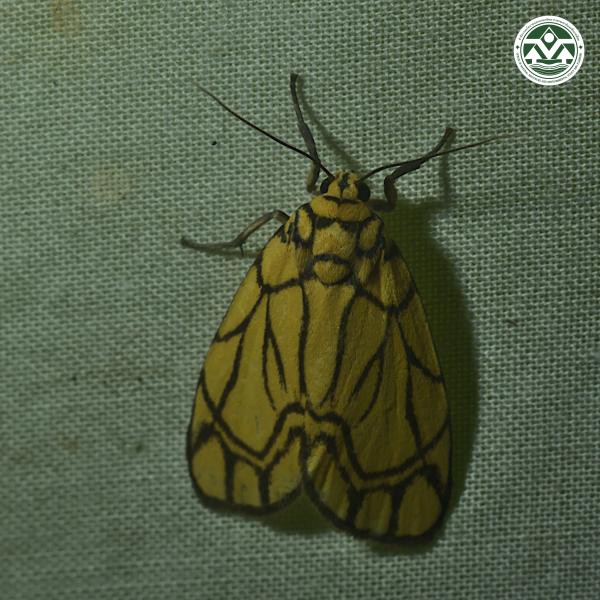 Barsine euprepioides