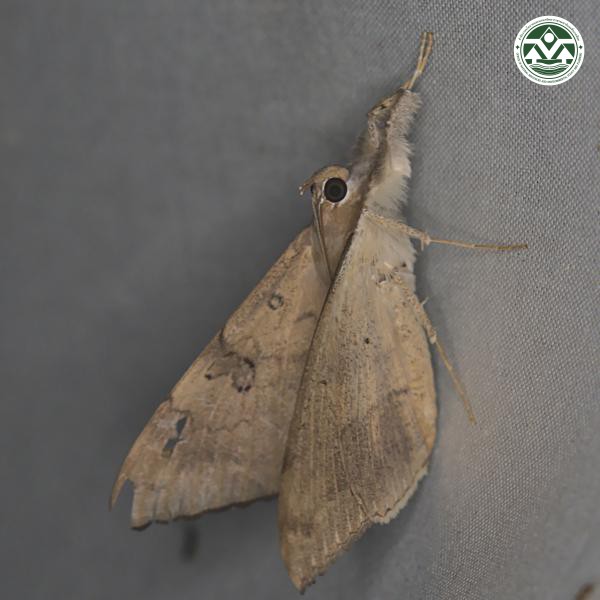 Bematha extensa