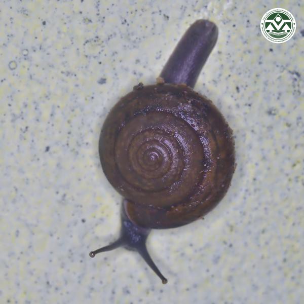 Bradybaena similaris