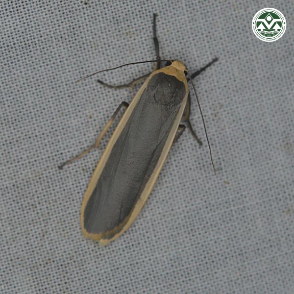 Brunia antica