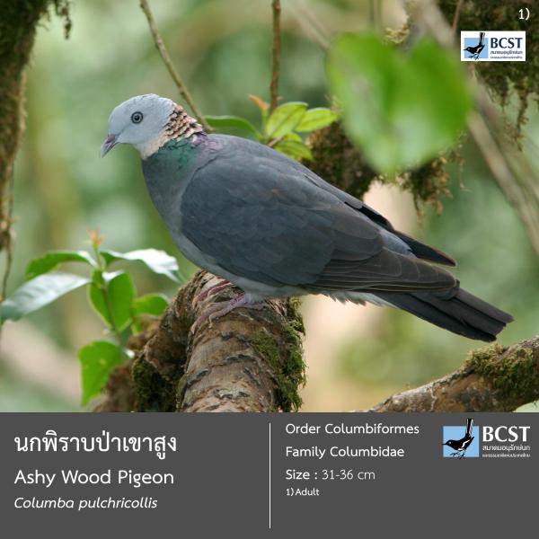 Columba pulchricollis