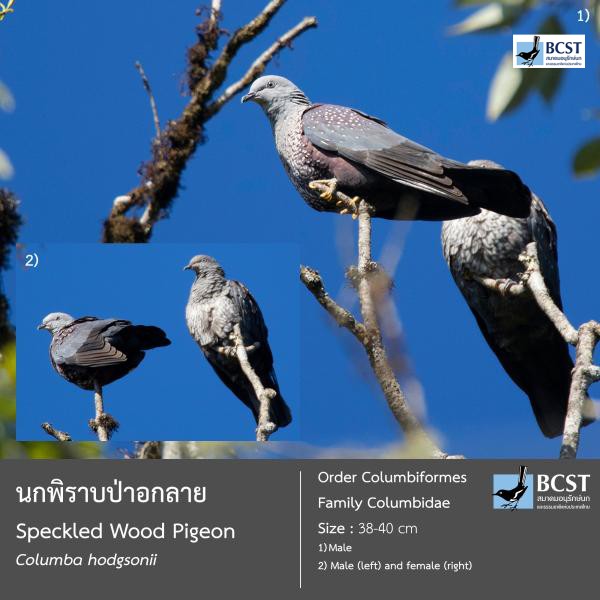 Columba hodgsonii