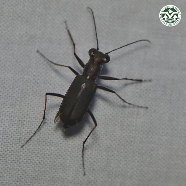 Callytron andersoni