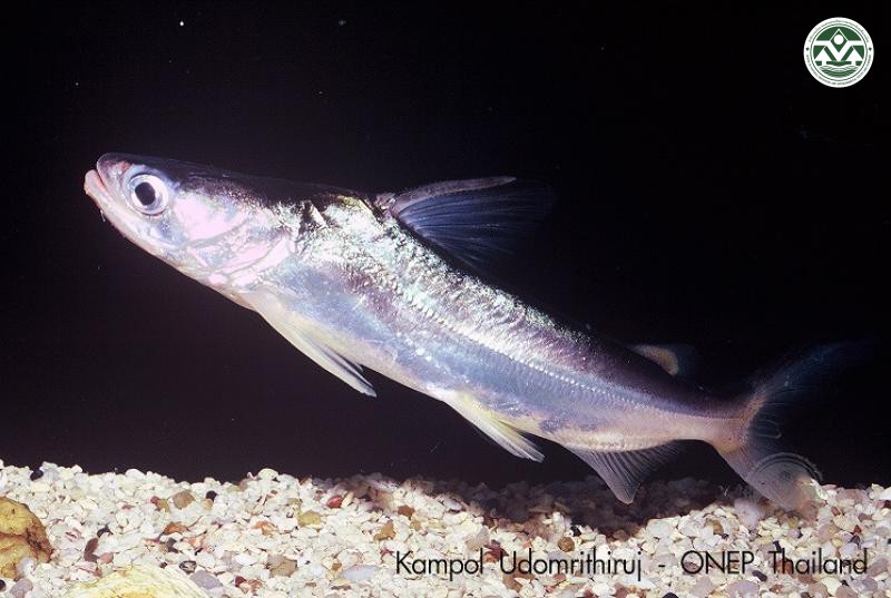 Batrachocephalus mino