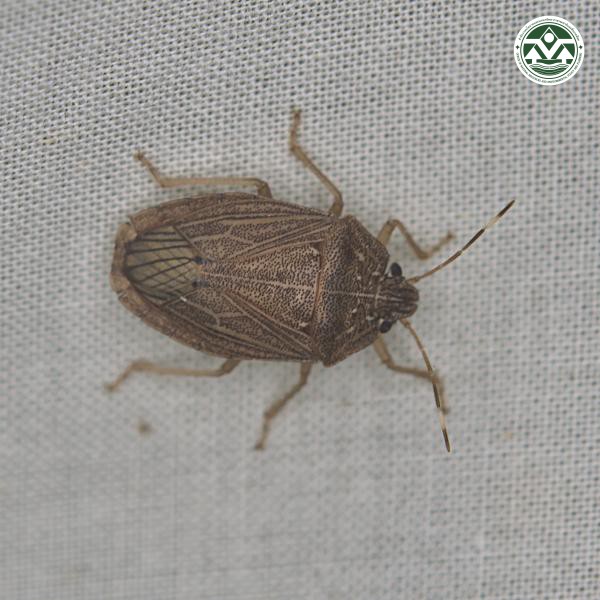 Caystrus obscurus