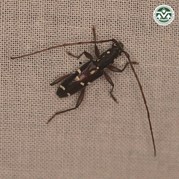 Ceresium leucosticticum