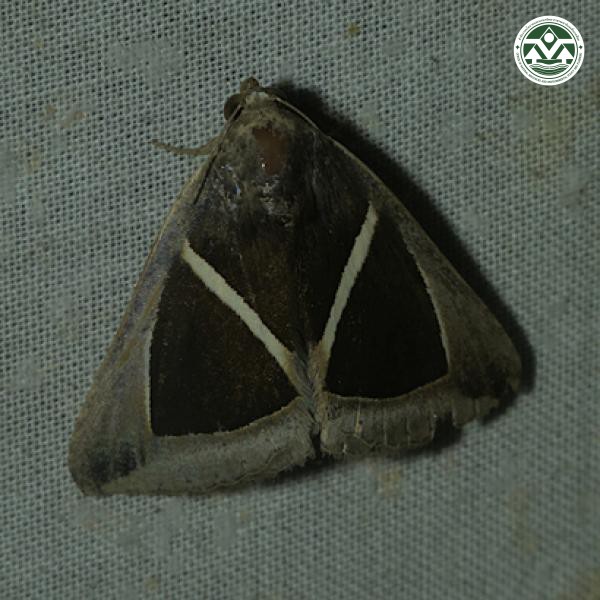 Chalciope mygdon