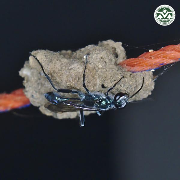 Chalybion bengalense
