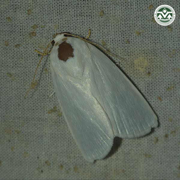 Chasmina tibialis