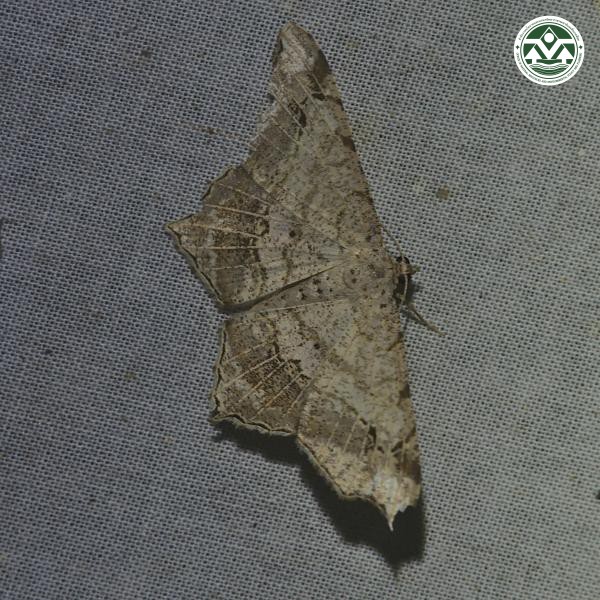 Chiasmia emersaria