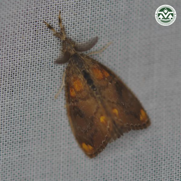 Clethrogyna turbata