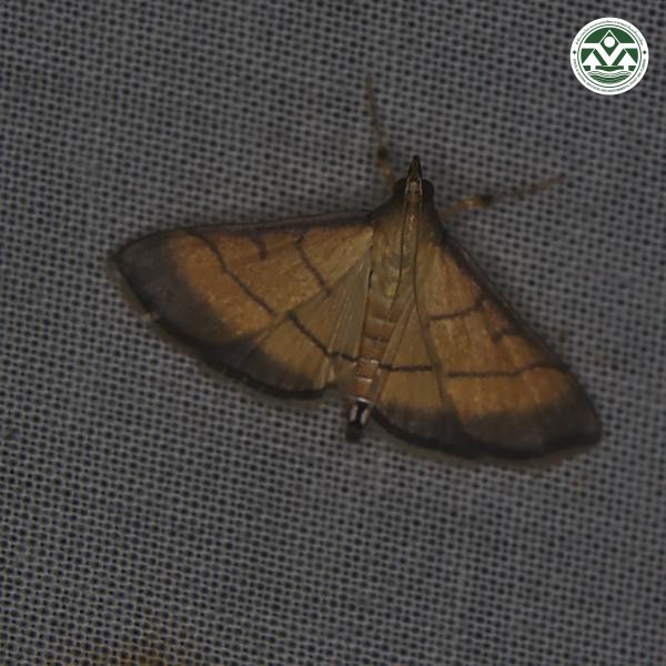 Cnaphalocrocis medinalis