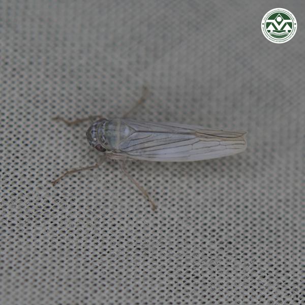 Cofana spectra