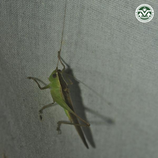 Conocephalus maculatus