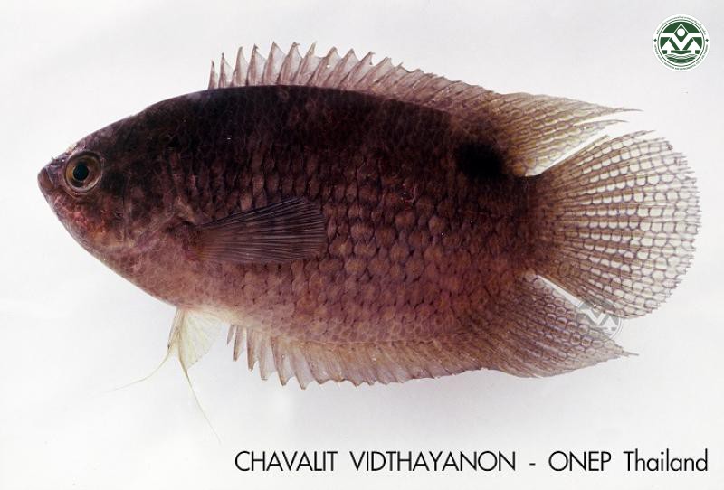 Belontia hasselti