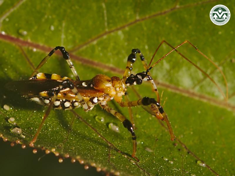 Cosmolestes picticeps