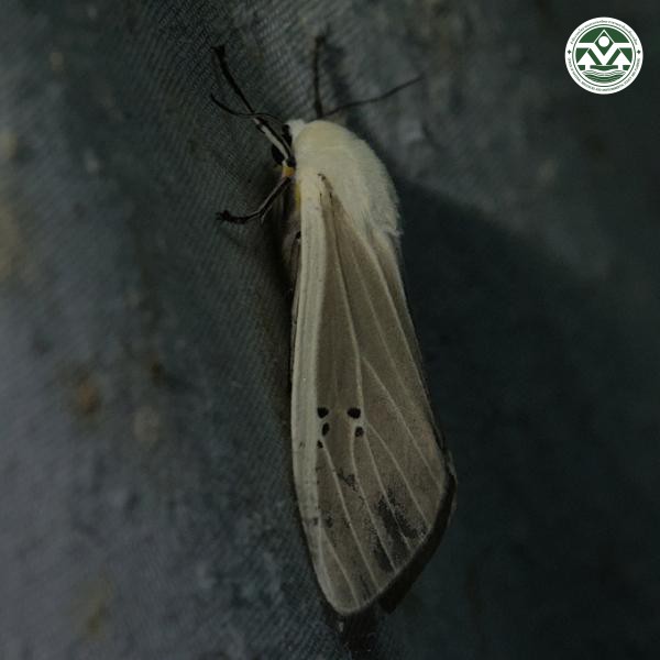 Creatonotos transiens