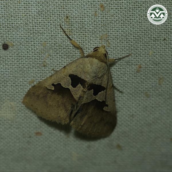Crithote horridipes