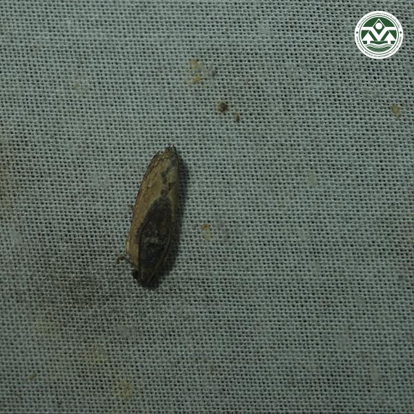 Cryptophlebia ombrodelta