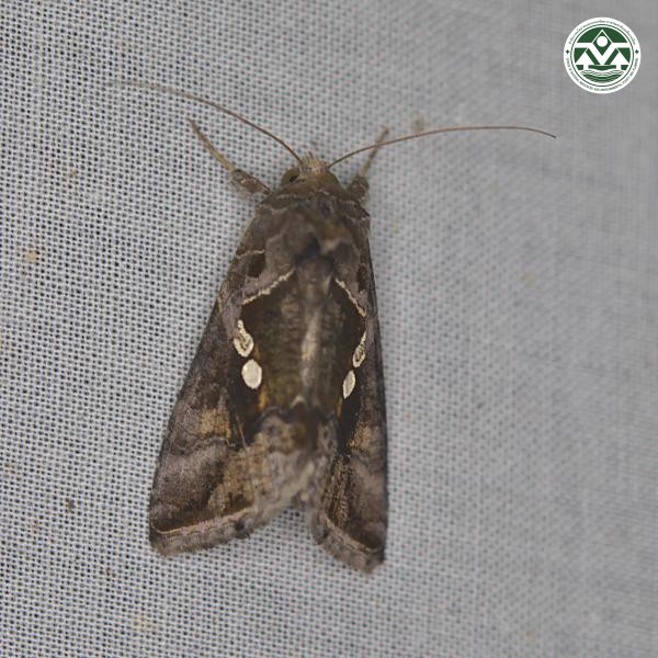 Ctenoplusia agnata