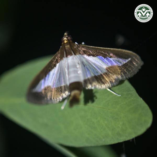 Diaphania indica