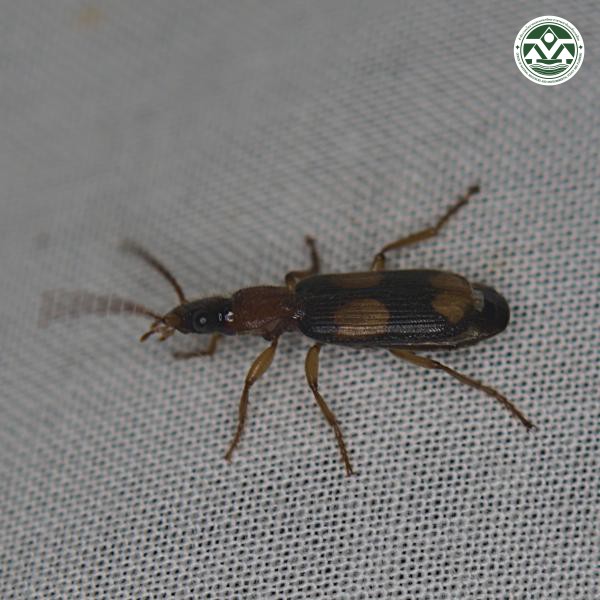 Dromius quadrimaculatus