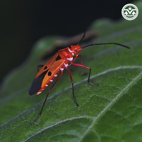 Dysdercus cingulatus