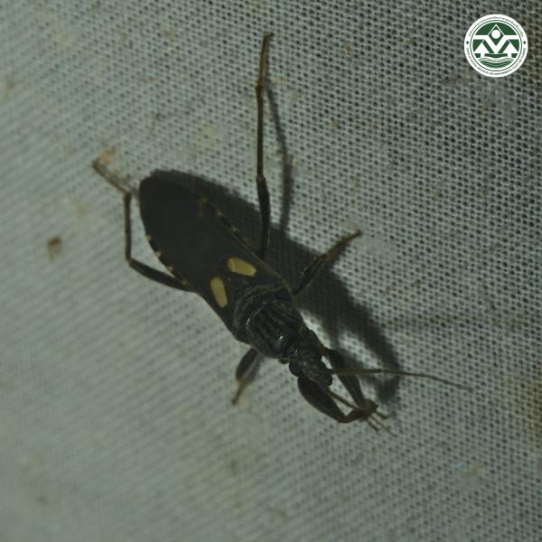 Ectomocoris biguttulus