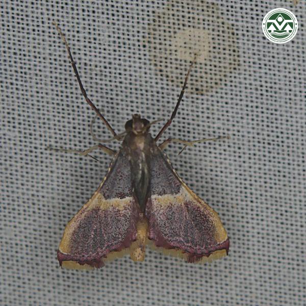 Endotricha consocia