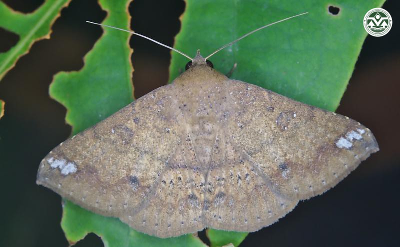 Ericeia inangulata