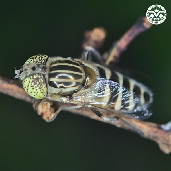 Eristalinus megacephalus