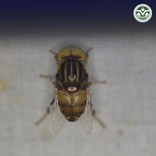 Eristalinus punctulatus