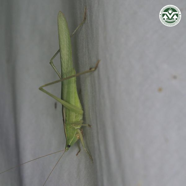 Euconocephalus pallidus