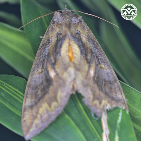 Eudocima phalonia