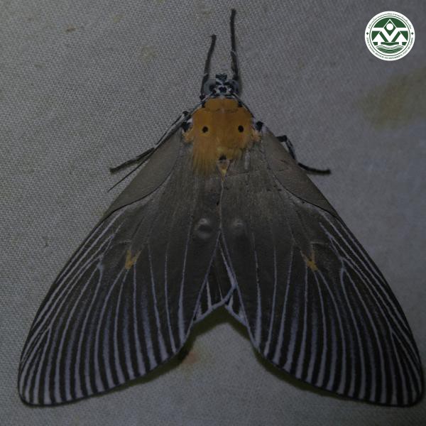 Euplocia membliaria
