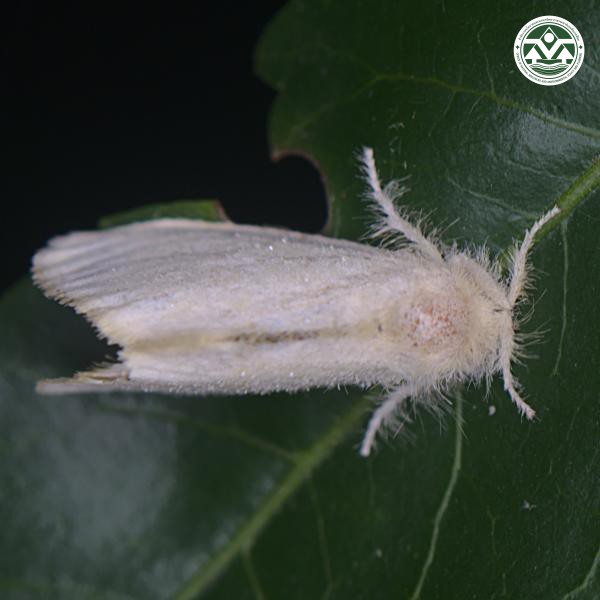 Euproctis chrysorrhoea