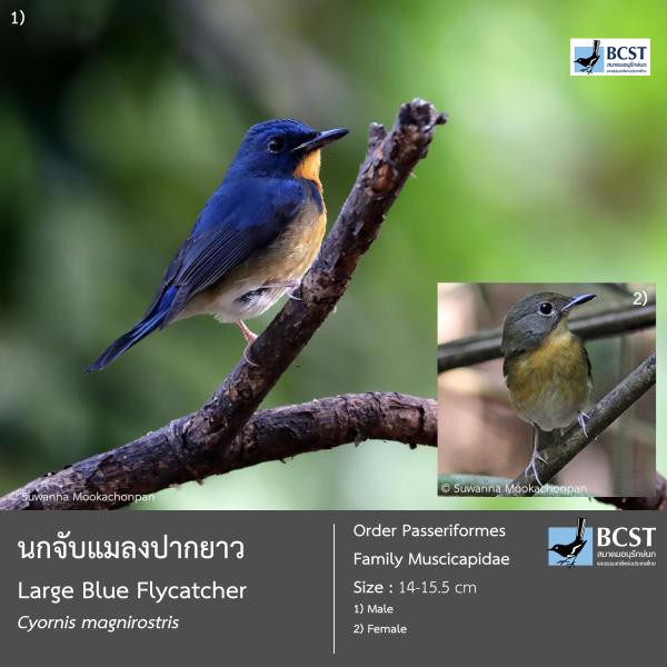 Cyornis magnirostris