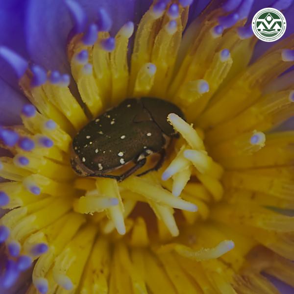 Glycyphana nicobarica