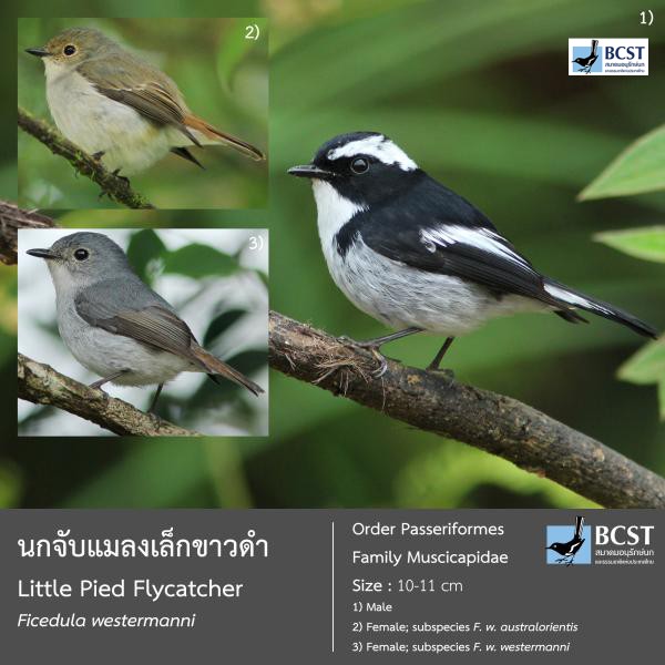 Ficedula westermanni