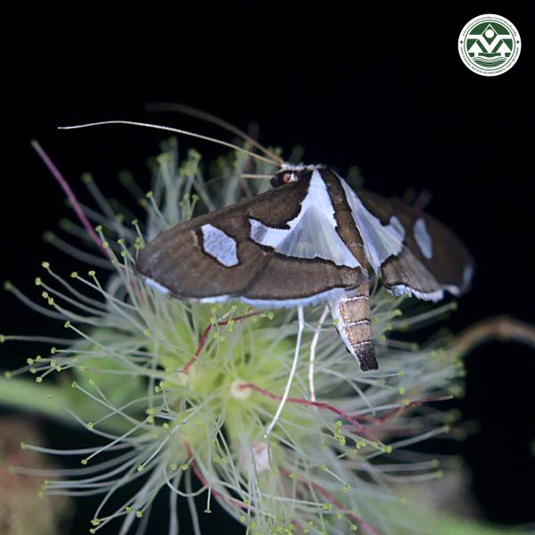 Glyphodes bicolor