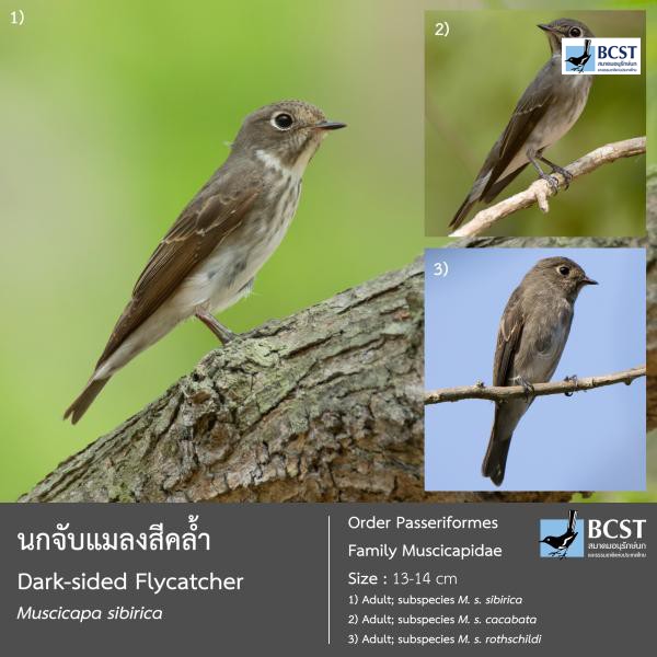Muscicapa sibirica
