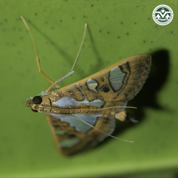 Glyphodes bivitralis