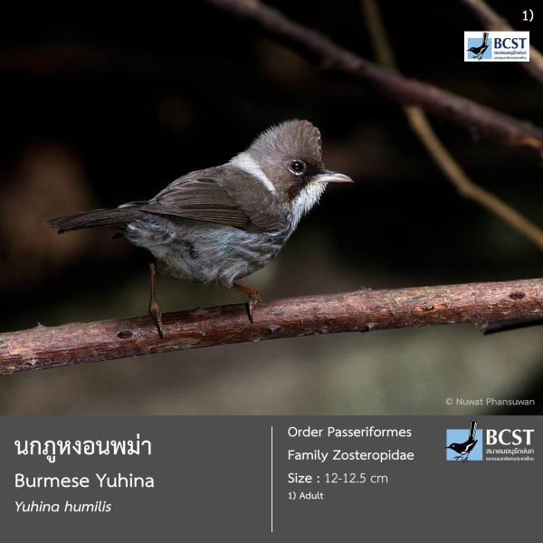 Yuhina humilis